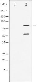 Phospho-PI3K p85/p55 (Tyr458, Tyr199) Antibody in Western Blot (WB)