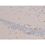 Phospho-Cdc25A (Ser124) Antibody in Immunohistochemistry (Paraffin) (IHC (P))