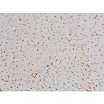 Phospho-Cdc25A (Ser124) Antibody in Immunohistochemistry (Paraffin) (IHC (P))