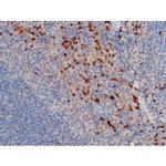 Phospho-CDC25A (Thr507) Polyclonal Antibody