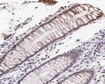 Phospho-VASP (Ser239) Polyclonal Antibody