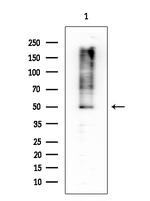 Phospho-VASP (Ser239) Antibody in Western Blot (WB)