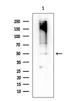 Phospho-VASP (Ser239) Antibody in Western Blot (WB)