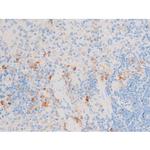 Phospho-SMAD2/SMAD3 (Thr8) Antibody in Immunohistochemistry (Paraffin) (IHC (P))