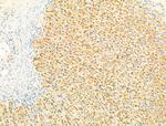 Phospho-SMAD2/SMAD3 (Thr8) Antibody in Immunohistochemistry (Paraffin) (IHC (P))