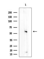 Phospho-NFkB p65 (Ser468) Antibody in Western Blot (WB)