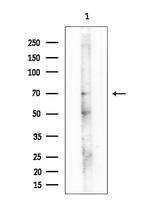 Phospho-NFkB p65 (Ser468) Antibody in Western Blot (WB)
