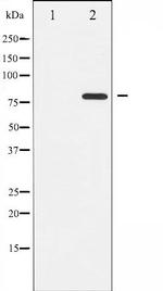 Phospho-PKC theta (Ser676) Antibody in Western Blot (WB)