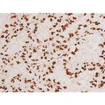 Phospho-C-rel (Ser503) Polyclonal Antibody