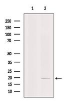 TWIST2 Antibody in Western Blot (WB)