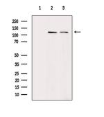 ITGA3 Antibody in Western Blot (WB)