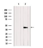GPR10 Polyclonal Antibody