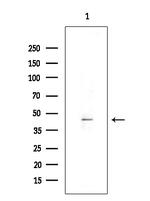 GPR120 Antibody in Western Blot (WB)