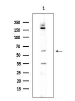 CD6 Polyclonal Antibody