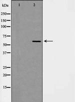 hnRNP L Antibody in Western Blot (WB)