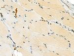 RBMX Antibody in Immunohistochemistry (Paraffin) (IHC (P))