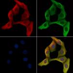 Caspase 8 (Cleaved Asp384) Polyclonal Antibody