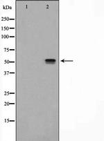 NRF1 Polyclonal Antibody
