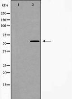 CYP1A1/CYP1A2 Polyclonal Antibody