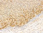 Gastrin Antibody in Immunohistochemistry (Paraffin) (IHC (P))