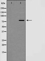 Cyclin F Antibody in Western Blot (WB)