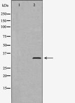 Cyclin C Polyclonal Antibody