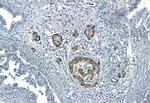 Phospho-CD3z (Tyr142) Antibody in Immunohistochemistry (Paraffin) (IHC (P))