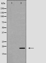 Phospho-CD3z (Tyr142) Antibody in Western Blot (WB)