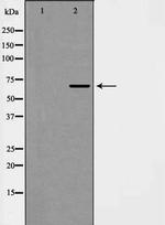 Phospho-EIF4B (Ser422) Polyclonal Antibody