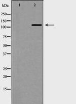 Phospho-TERT (Ser824) Polyclonal Antibody