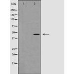 Phospho-Caspase 1 (Ser376) Polyclonal Antibody