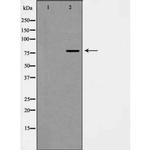 Phospho-DAXX (Ser668) Polyclonal Antibody