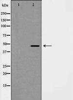 Cyclin E2 Polyclonal Antibody