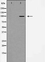 mGluR2/mGluR3 Polyclonal Antibody