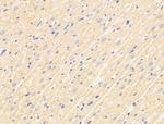TNFAIP6 Polyclonal Antibody