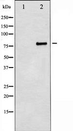 Myb Polyclonal Antibody