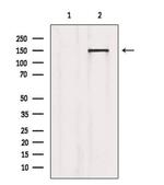 PLCG1 Antibody in Western Blot (WB)