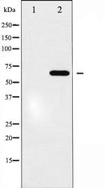 EpoR Antibody in Western Blot (WB)