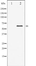 Elk1 Polyclonal Antibody