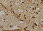 CDC25C Polyclonal Antibody