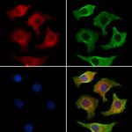 GSK3 alpha/beta Polyclonal Antibody