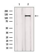 p130Cas Polyclonal Antibody