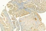 RHOA Antibody in Immunohistochemistry (Paraffin) (IHC (P))