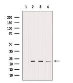 RHOA Antibody in Western Blot (WB)