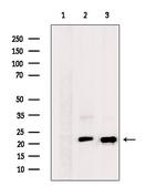 RHOA Antibody in Western Blot (WB)