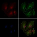 Histone H3 Antibody in Immunocytochemistry (ICC/IF)