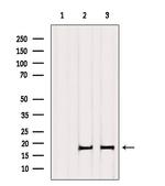 Histone H3 Antibody in Western Blot (WB)