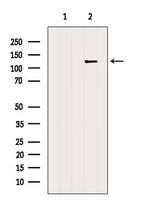 NFATC3 Antibody in Western Blot (WB)