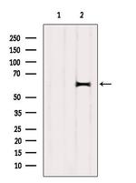 DOK1 Antibody in Western Blot (WB)