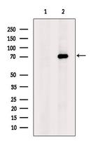 ADAM9 Polyclonal Antibody